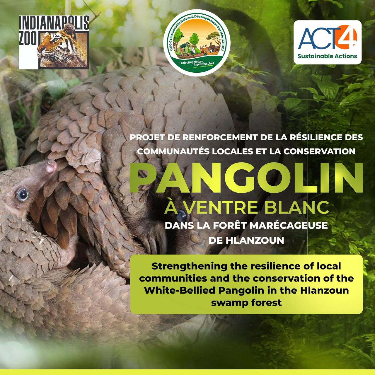 Projet de renforcement de la résilience des communautés locales et de conservation du pangolin à ventre blanc dans la forêt marécageuse de Hlanzoun